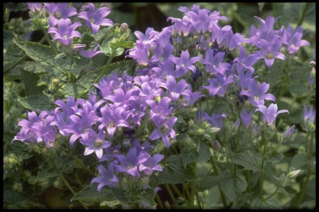 Milky bellflower 'Prichard's Variety'