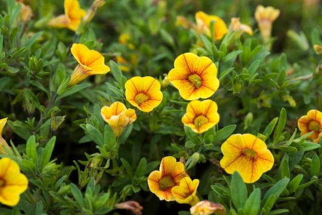 Calibrachoa [Aloha Classic Gold]