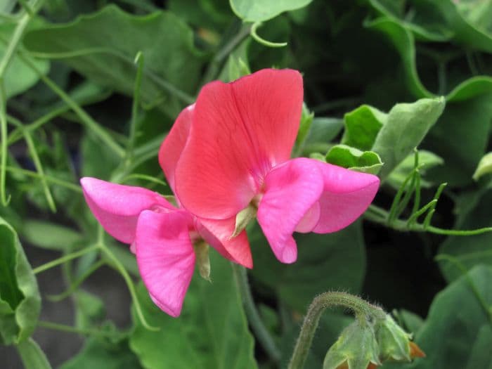 sweet pea 'Lady T Cherub'