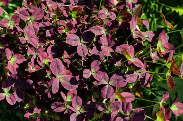 white clover 'Isabella'