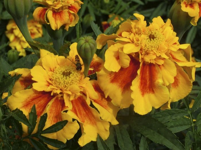 marigold 'Sunburst Yellow Splash'