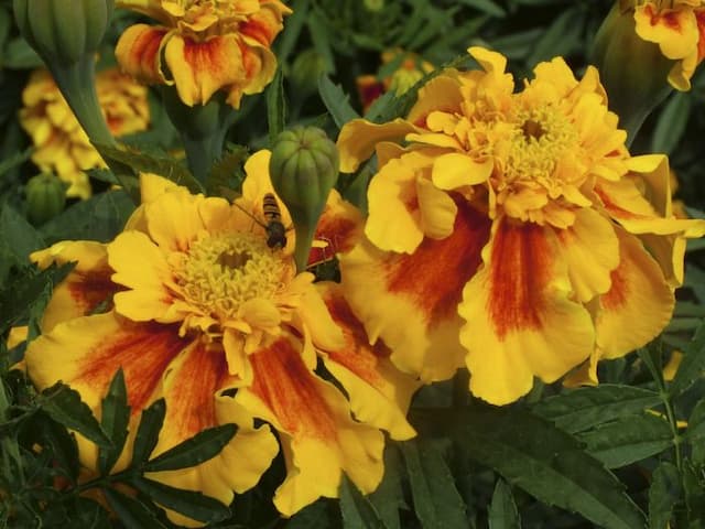Marigold 'Sunburst Yellow Splash'