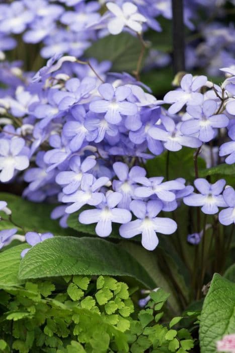 Cape primrose 'Falling Stars'