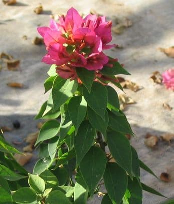 Bougainvillea 'Lord Willingdon'