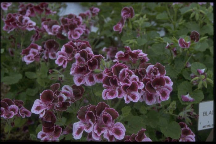 pelargonium 'Spanish Angel'