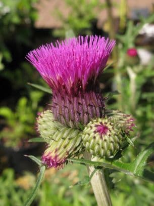 plume thistle 'Trevor's Felley Find'