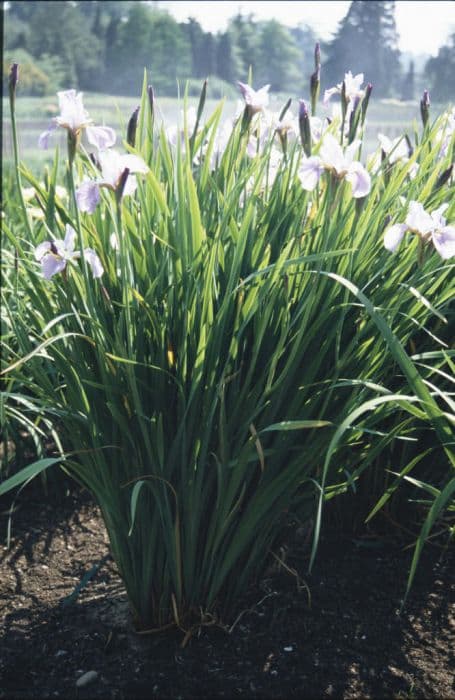 Siberian iris 'Roisin'