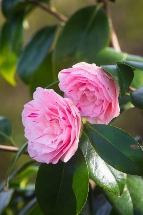 camellia 'Carter's Sunburst'