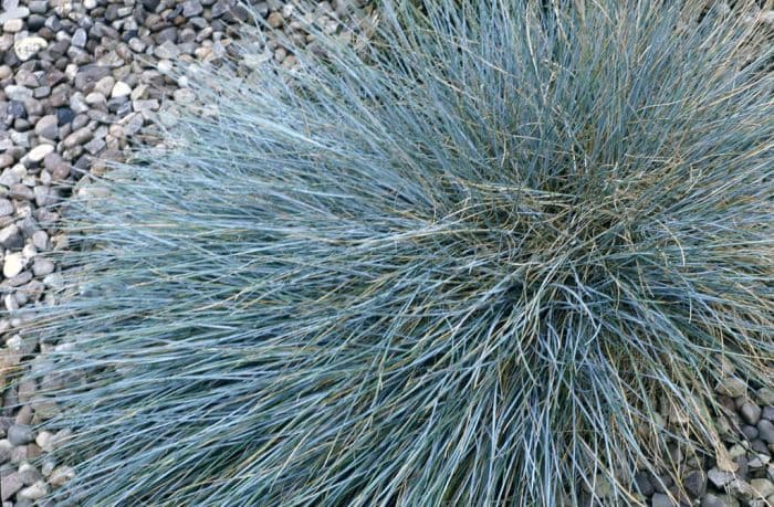 blue fescue 'Blaufuchs'