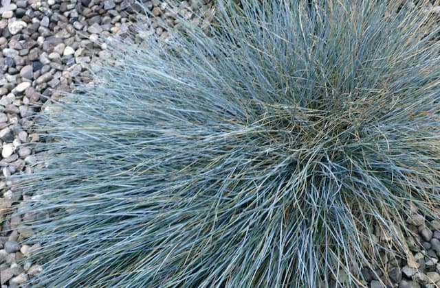 Blue fescue 'Blaufuchs'