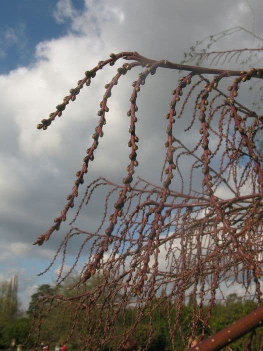 Chinese stachyurus