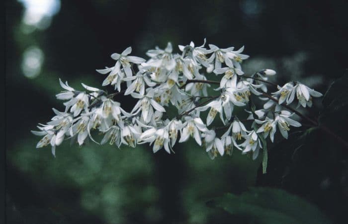 Ning-po deutzia