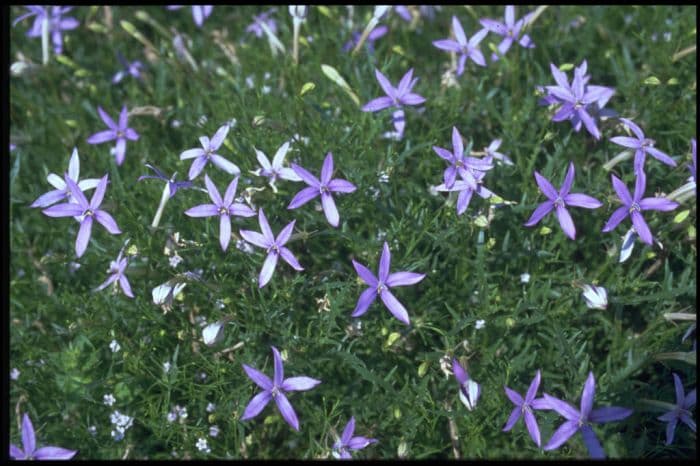 blue star creeper 'Blue Star'