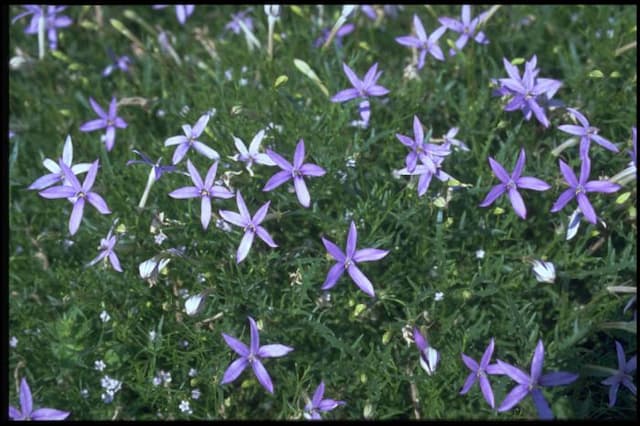 Blue star creeper 'Blue Star'