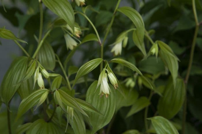 long-styled disporum