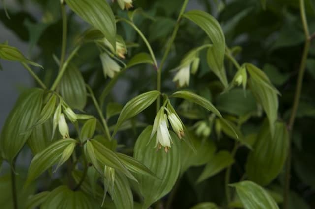 Long-styled disporum