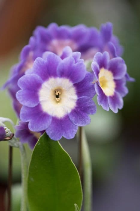 auricula 'Baby Blue'