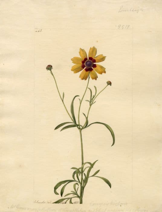 dyer's tickseed