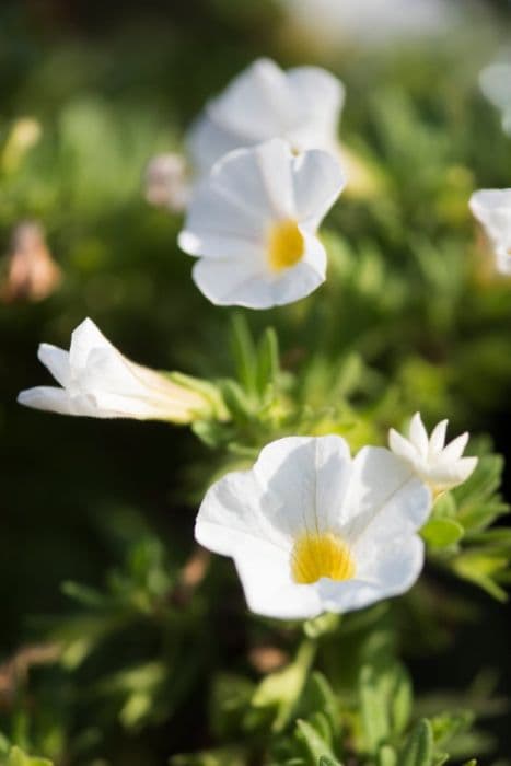 calibrachoa [Kabloom White]