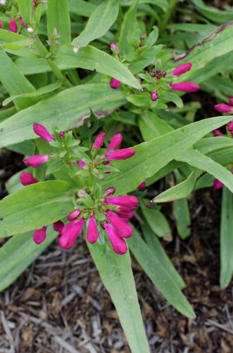 penstemon 'Hot Pink Riding Hood'