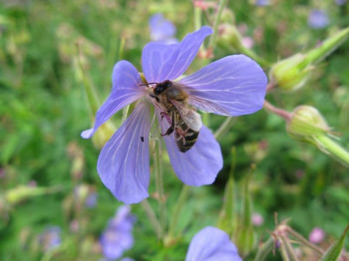 meadow cranesbill