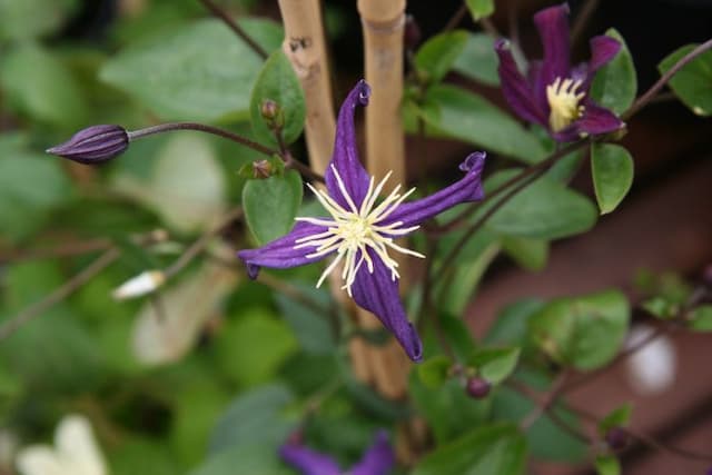 Scented clematis