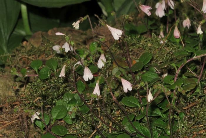 twinflower