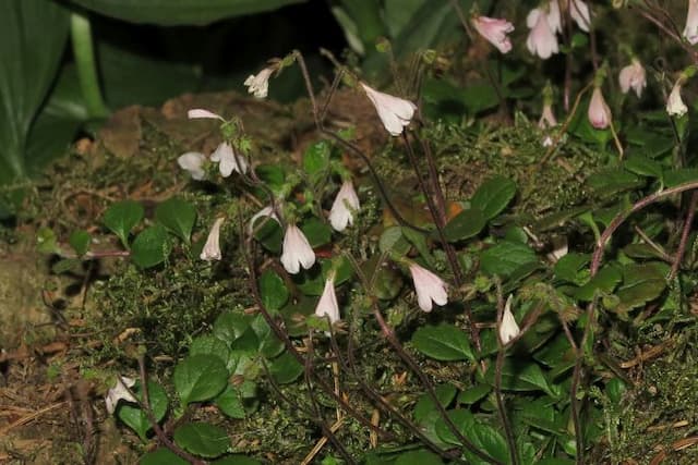 Twinflower