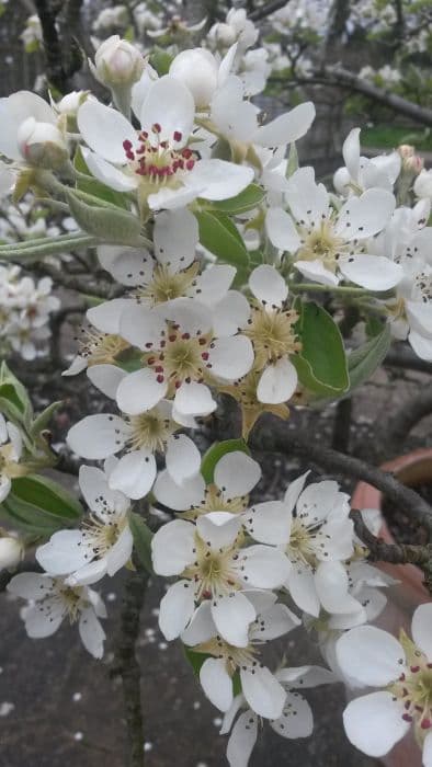 pear 'Black Worcester'