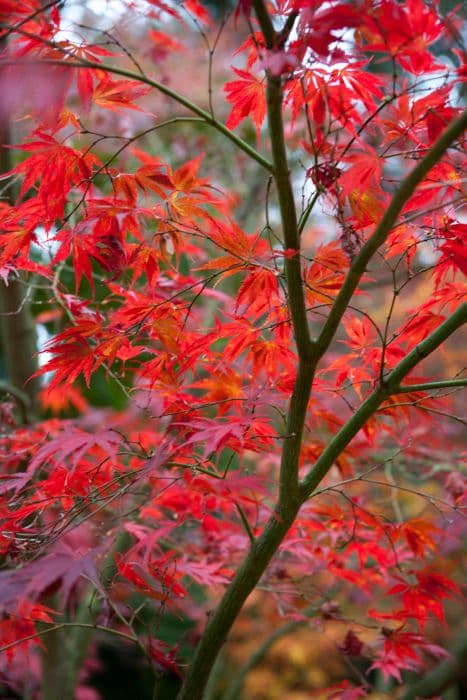 Japanese maple 'Sherwood Flame'