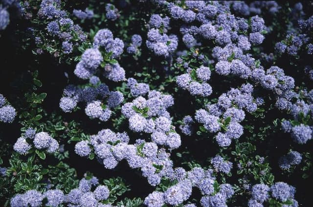 Californian lilac 'Blue Mound'