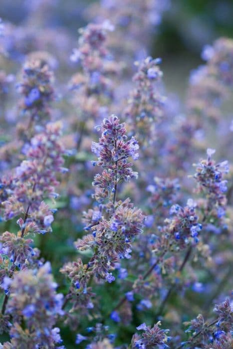 garden catmint 'Purrsian Blue'