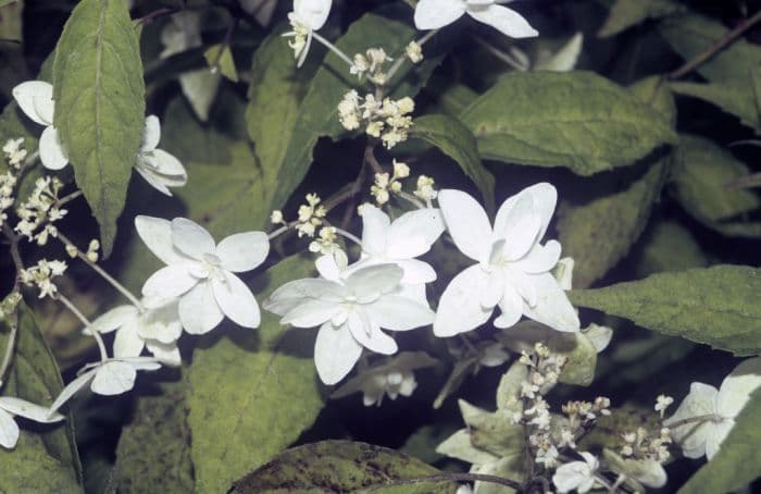 hydrangea 'Shirofuji'