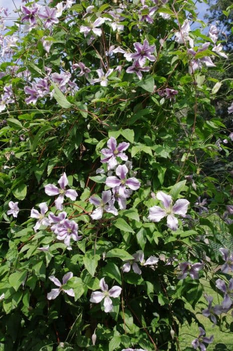 clematis 'Chatsworth'