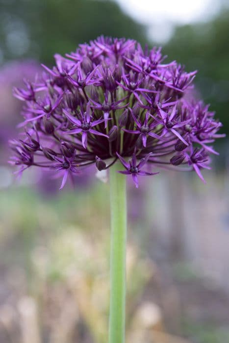 allium 'Firmament'