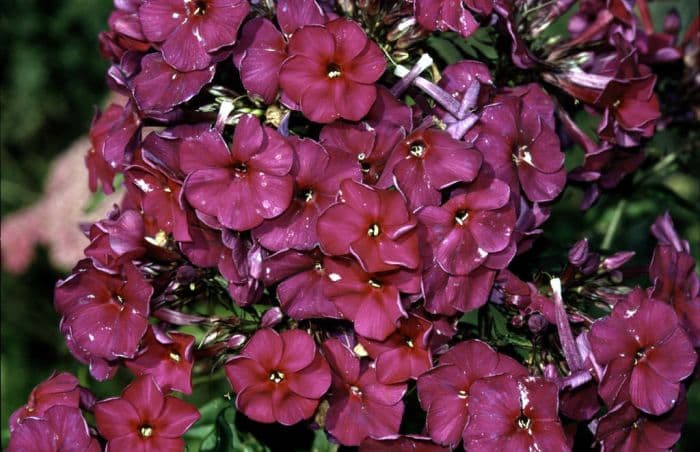 perennial phlox 'Le Mahdi'