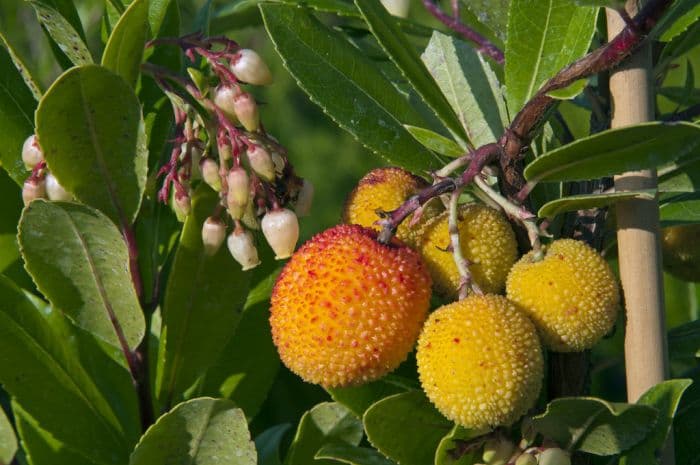 strawberry tree 'Atlantic'