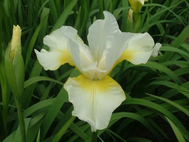 Siberian iris 'Viel Creme'