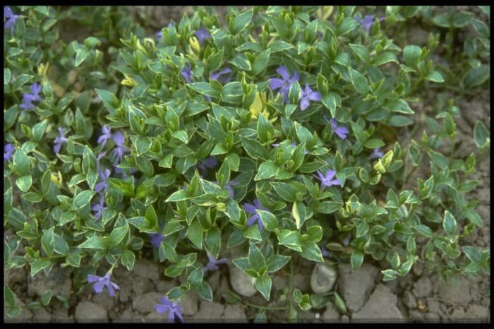 lesser periwinkle 'Argenteovariegata'