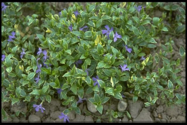 Lesser periwinkle 'Argenteovariegata'