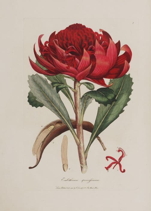 waratah