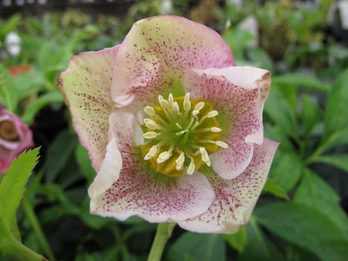 hellebore 'Pretty Ellen Pink'