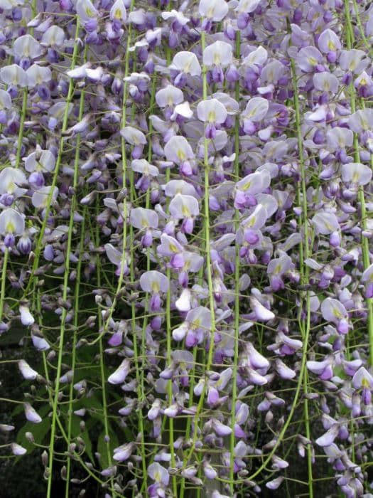 pinnate-leaved many flowered wisteria