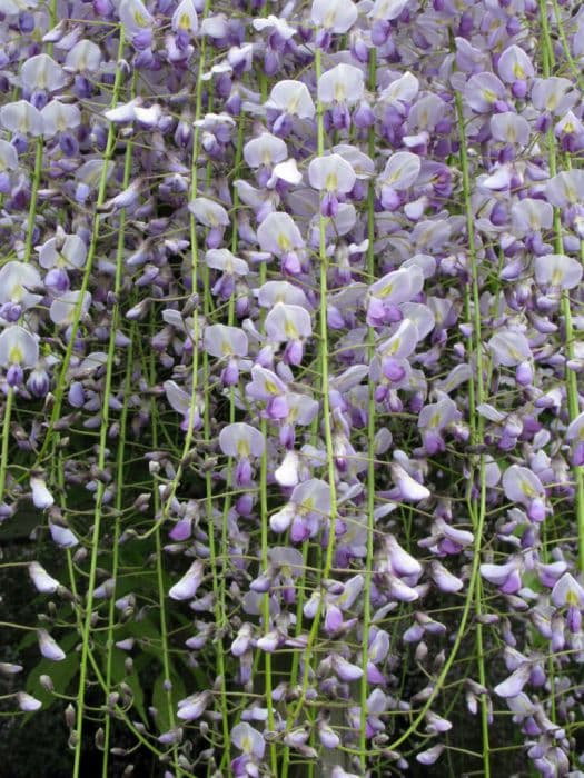 pinnate-leaved many flowered wisteria