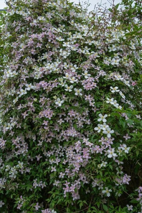 mountain clematis