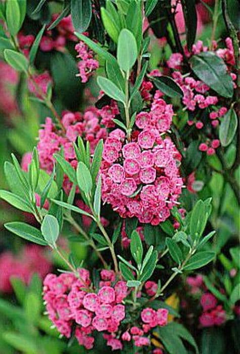 sheep laurel