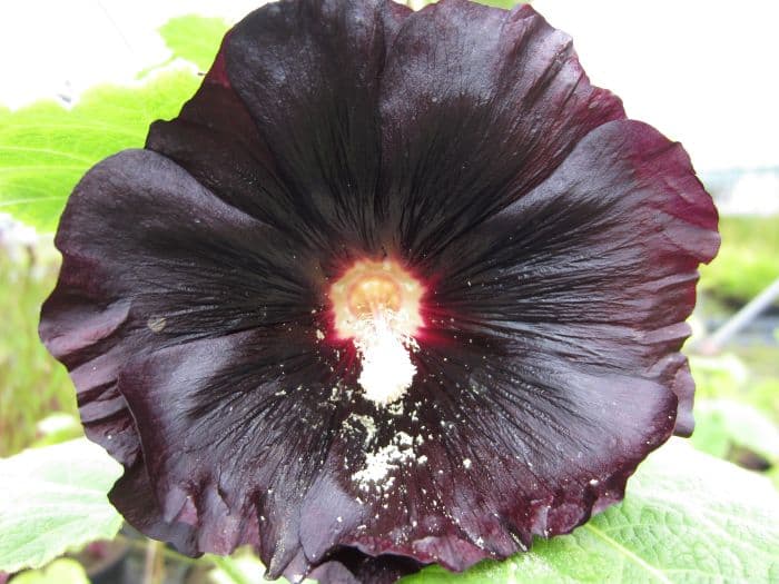 hollyhock 'Nigra'