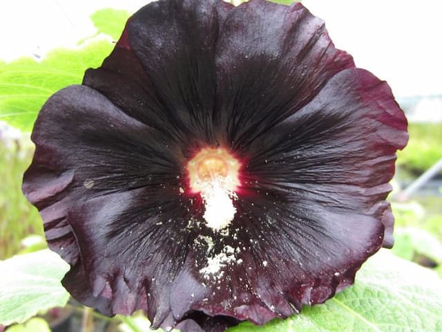 Hollyhock 'Nigra'