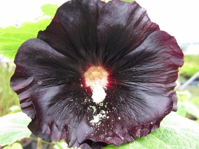 Hollyhock 'Nigra'