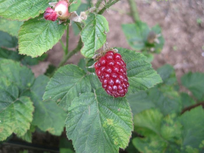 tayberry 'Buckingham'